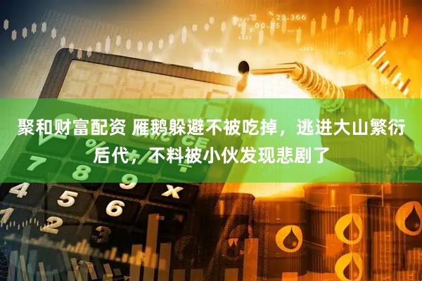 聚和财富配资 雁鹅躲避不被吃掉，逃进大山繁衍后代，不料被小伙发现悲剧了