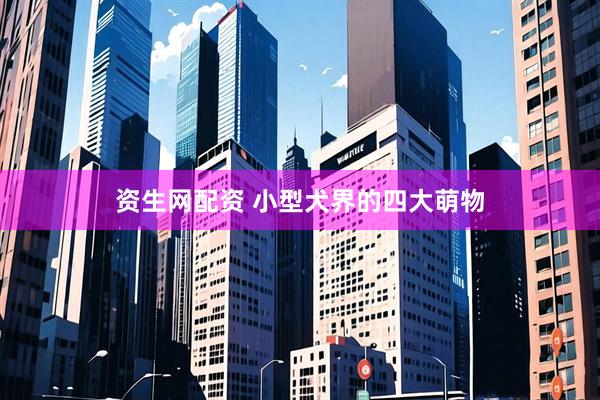 资生网配资 小型犬界的四大萌物